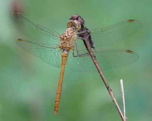 Réf. 259 482 : Sympetrum meridionale