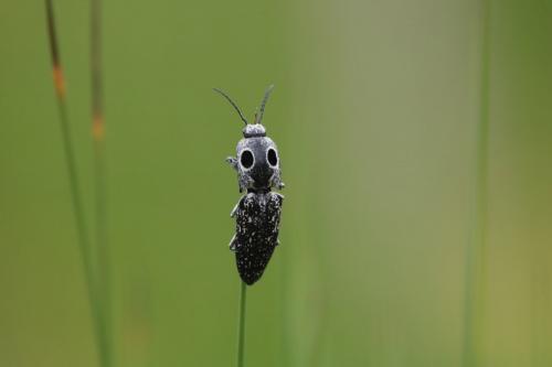 Réf. 259 573 : Alaus oculatus