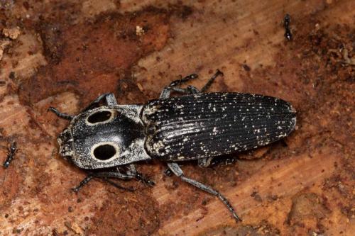 Réf. 259 570 : Alaus oculatus