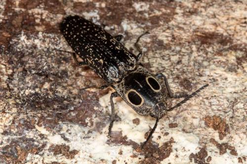 Réf. 259 571 : Alaus oculatus