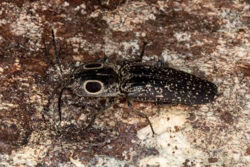 Réf. 259 572 : Alaus oculatus