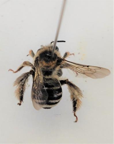 Réf. 259 999 : Tetraloniella strigata