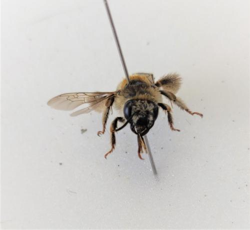 Réf. 259 995 : Tetraloniella strigata