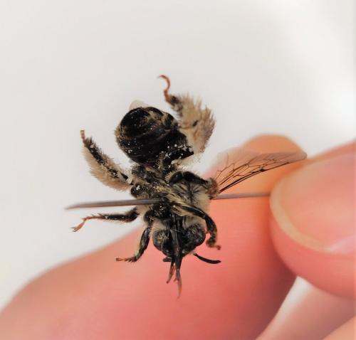 Réf. 259 996 : Tetraloniella strigata