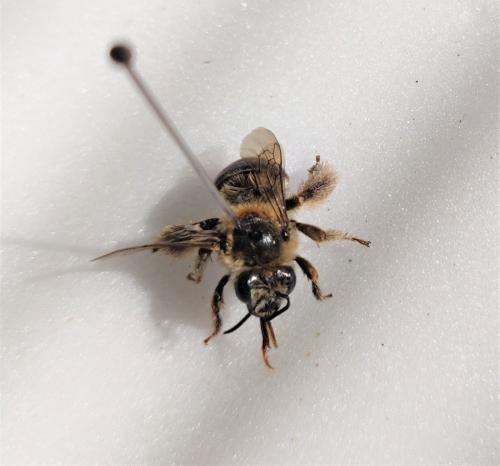 Réf. 259 998 : Tetraloniella strigata