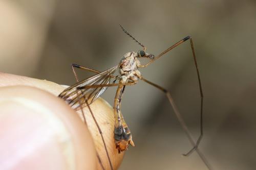 Tipula yerburyi