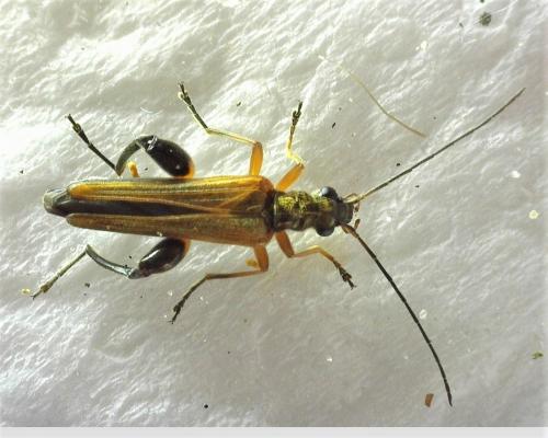Oedemera podagrariae