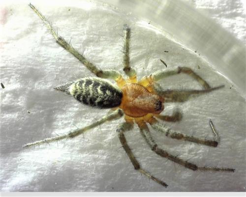 Agelena labyrinthica