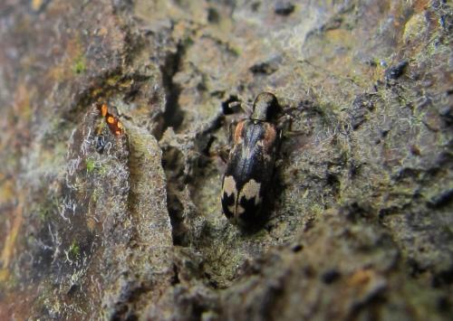 Réf. 259 655 : Agnathus decoratus