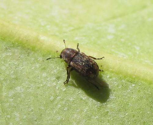 Noxius curtirostris