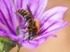 259793 – Photo : Danièle Tixier-Inrep – France (30)