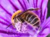 259794 – Photo : Danièle Tixier-Inrep – France (30)