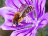 259795 – Photo : Danièle Tixier-Inrep – France (30)