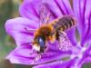 259796 – Photo : Danièle Tixier-Inrep – France (30)