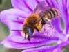 259797 – Photo : Danièle Tixier-Inrep – France (30)