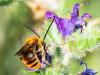 259377 – Photo : Danièle Tixier-Inrep – France (30)