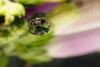 259955 – Photo : henri maleysson – France (43)