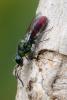 259437 – Photo : Didier Houbrechts – Belgique