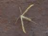 259671 – Photo : VERMELLE Georges – France (62)