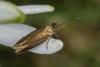 259948 – Photo : Fabricius – France (04)