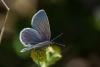 259742 – Photo : Bernard Saquet – France (48)