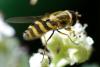 259820 – Photo : Olivier Pouvreau – France (86)