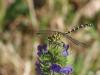 259426 – Photo : Lionel Casset – France (77)