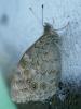 259511 – Photo : Bobabar – France (95)