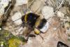 259711 – Photo : Nicolas Baudet – France (77)