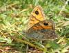 259233 – Photo : Catherine Reymonet-Smitten – France (19)