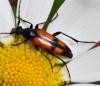 Stenurella bifasciata