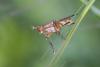 259577 – Photo : Marc Solari – France (68)