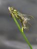 259384 – Photo : D.Mouchené – France (73)