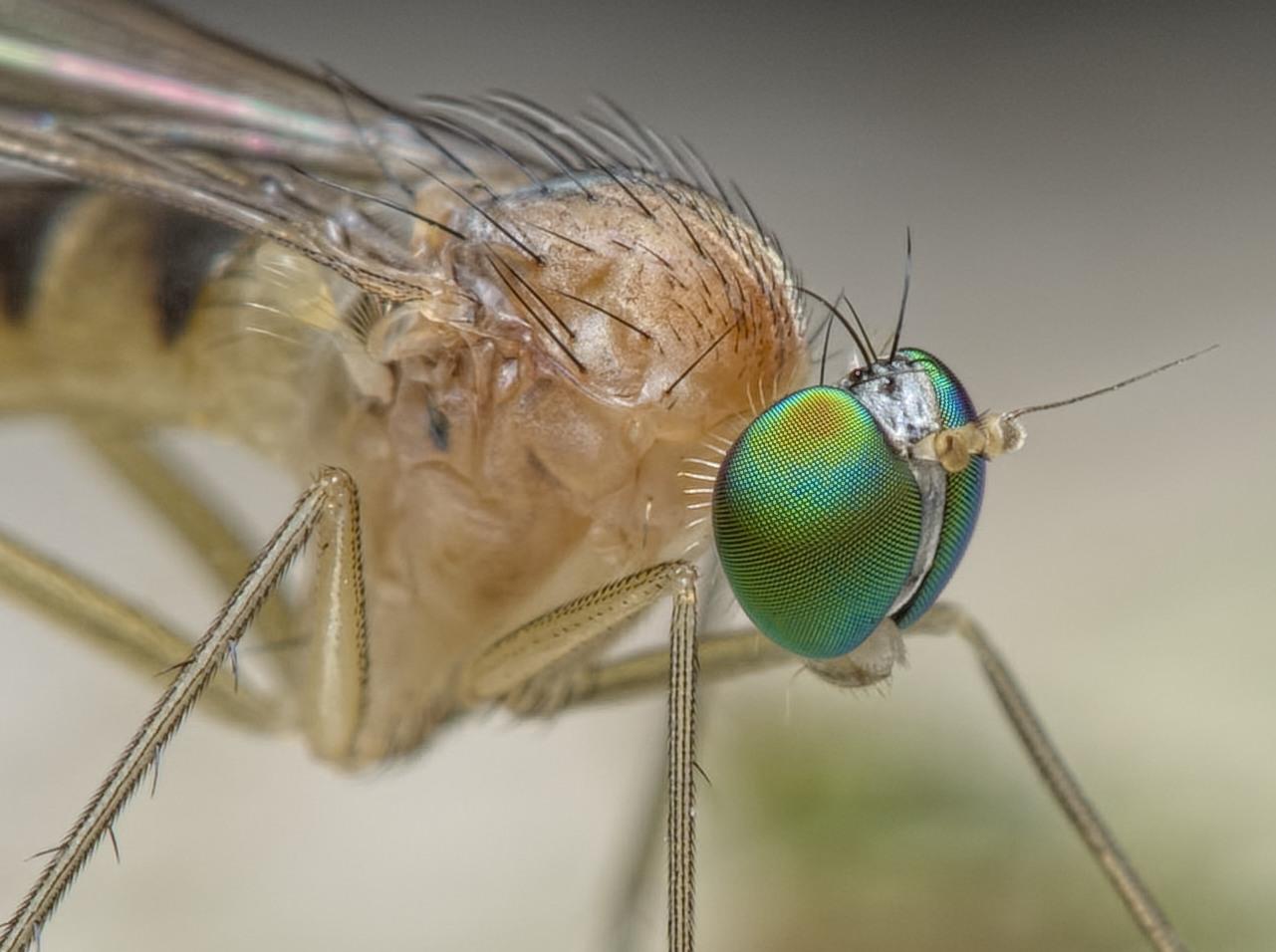 Pierre Bornand - Neurigona quadrifasciata - réf. 259401 (1281 x 956 pixels, 100 ko)