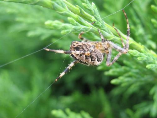 Araneus diadematus