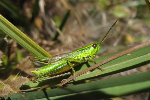 Réf. 26 078 : Euthystira brachyptera