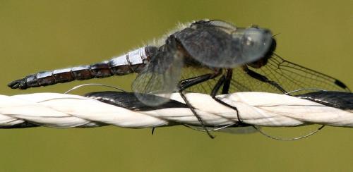Réf. 26 455 : Libellula fulva
