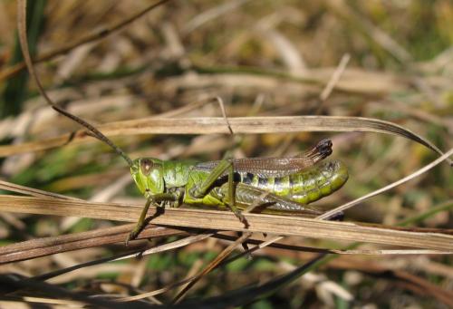 Pseudochorthippus parallelus