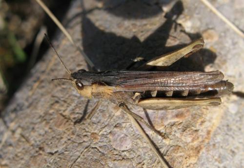 Chorthippus sp.
