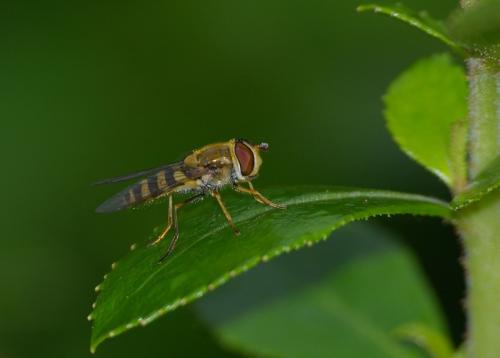 Syrphus vitripennis
