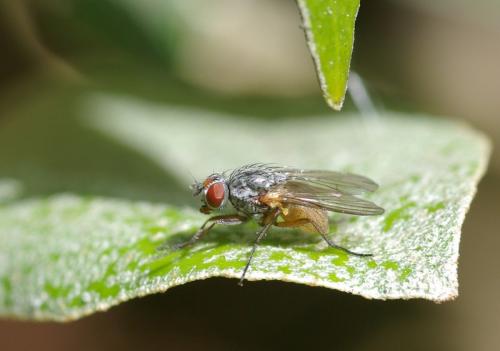 Réf. 26 283 : Pegomya sp.