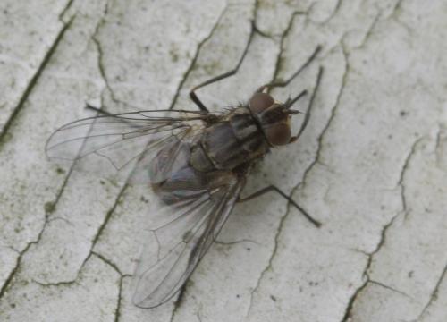 Réf. 26 575 : Stomoxys calcitrans
