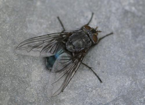 Réf. 26 986 : Calliphora sp.