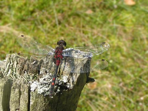 Leucorrhinia dubia