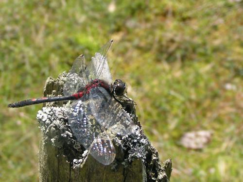 Leucorrhinia dubia