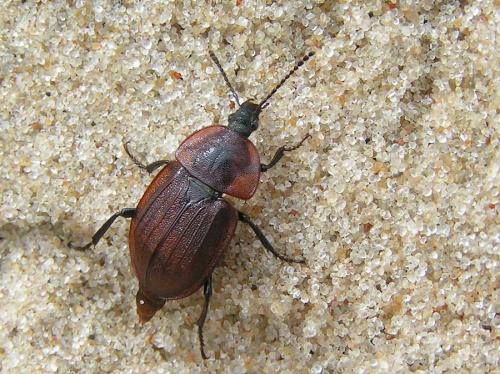 Phosphuga atrata