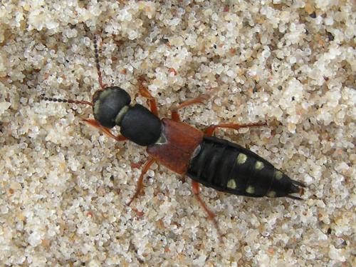 Staphylinus erythropterus