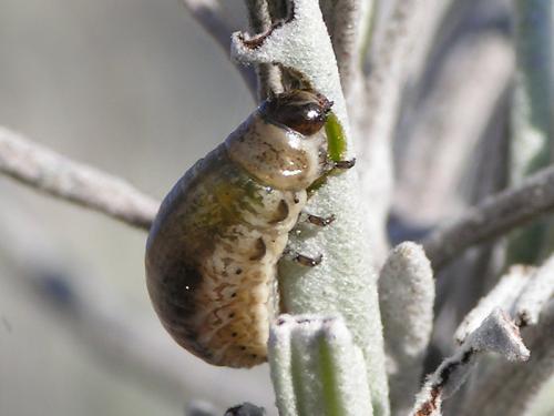 Réf. 26 961 : Chrysolina americana