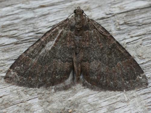 Réf. 26 047 : Larentia malvata