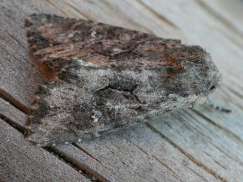 Mniotype sp.